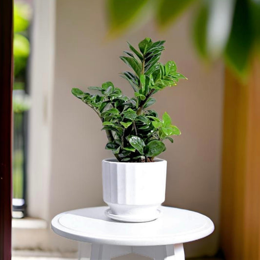 Ceramic Flower Planter - Fluted White with attached Plate