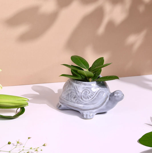 Turtle Planter Small
