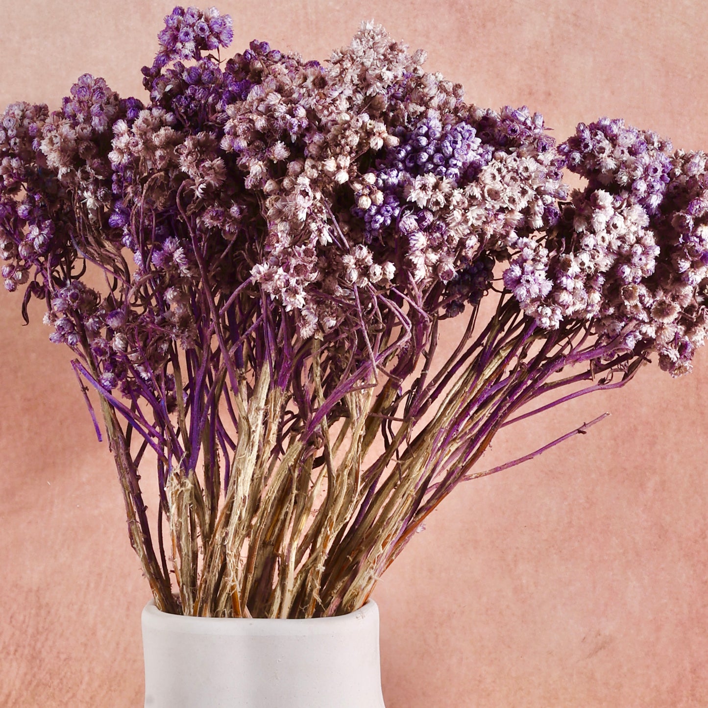 Lavender Hush - Eternal Bloom Bundle