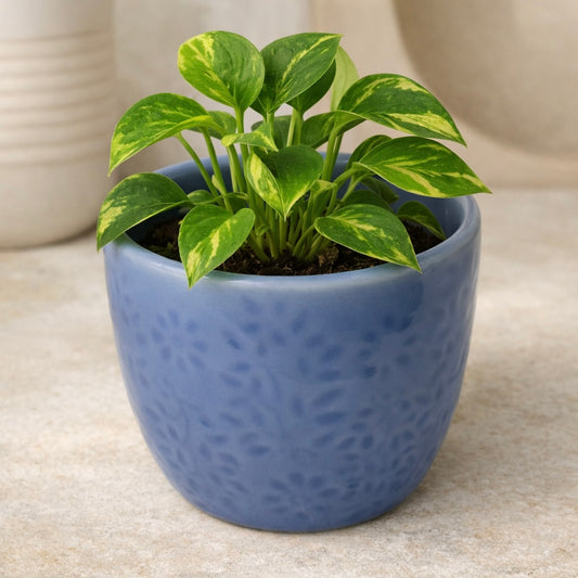 Blue Embossed Planter Small