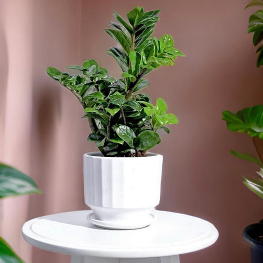 Ceramic Flower Planter - Fluted White with attached Plate