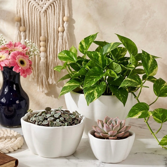 3 piece White Flower shaped Planter Set
