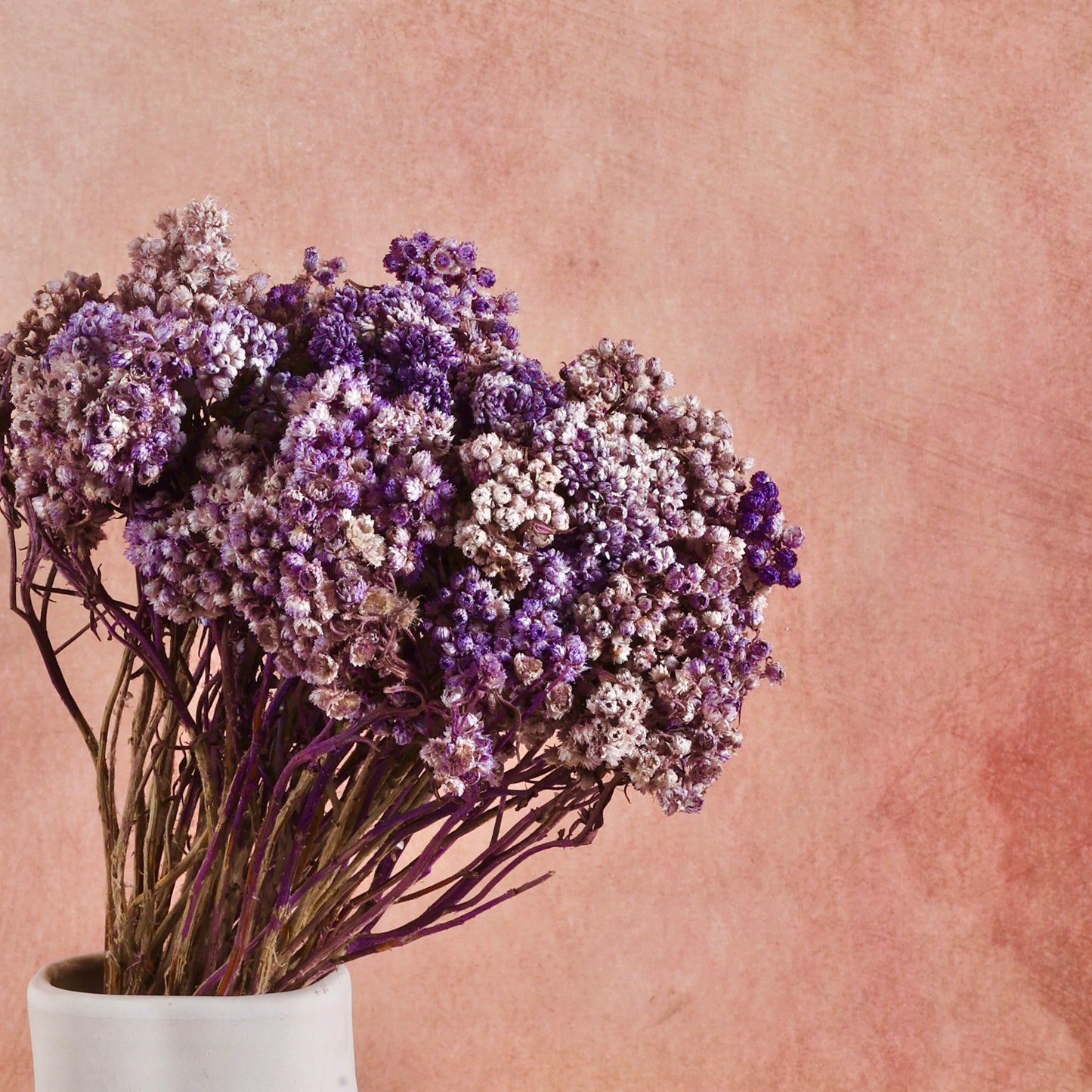 Lavender Hush - Eternal Bloom Bundle